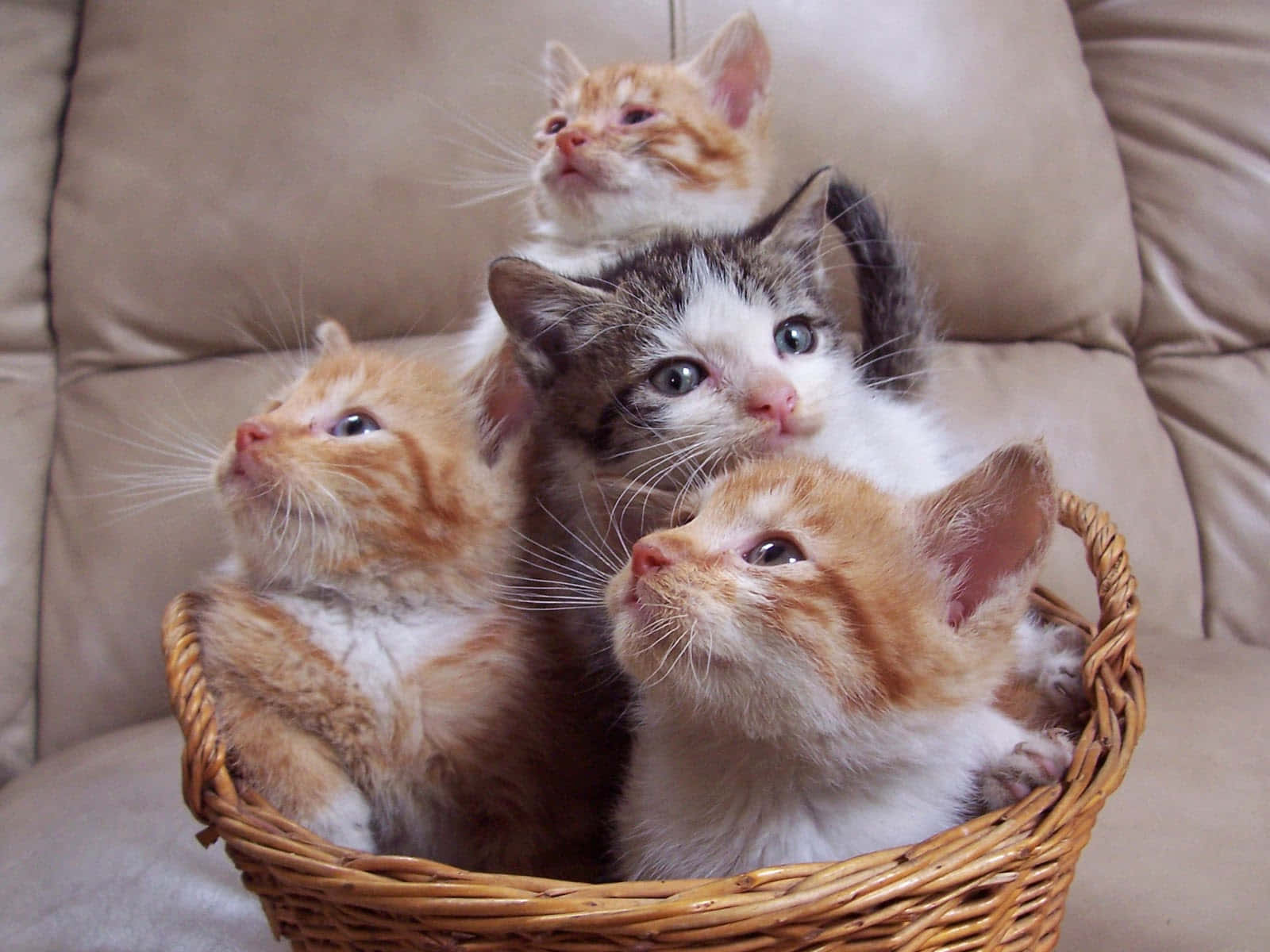 Imagende Una Canasta De Gatos Adorables