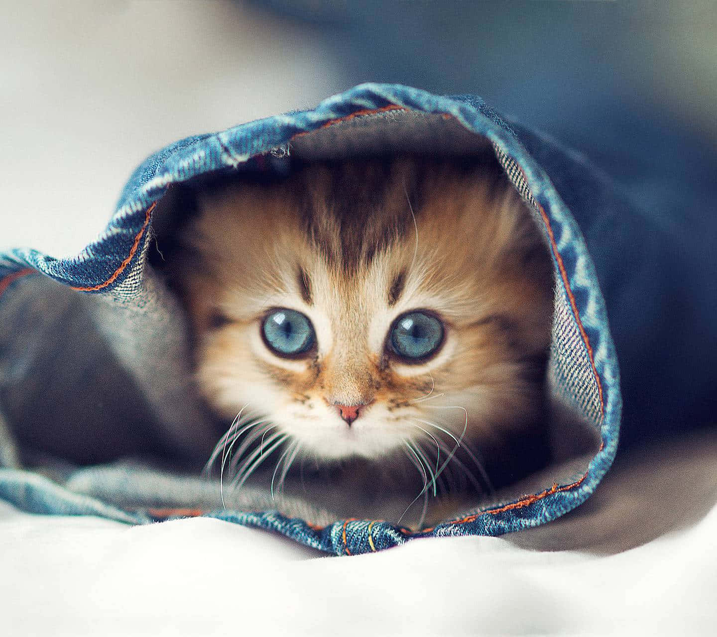 Blue Eyed Cute Cat Picture
