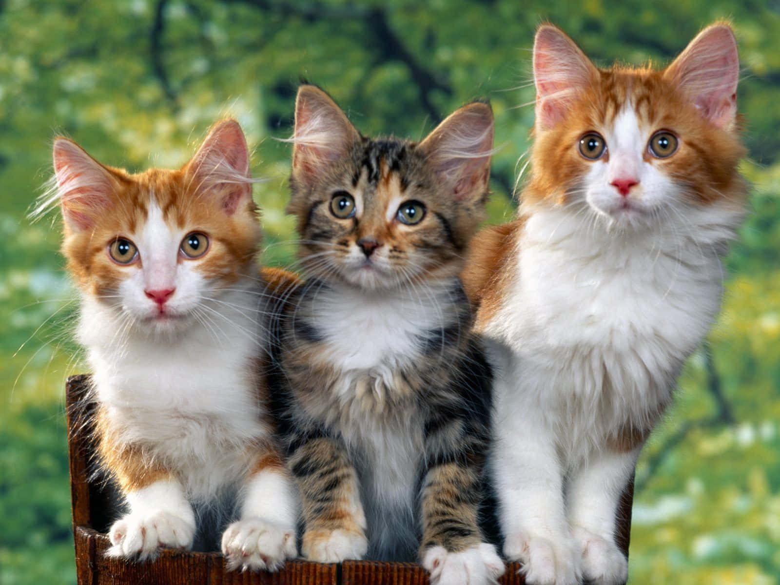 Billedeaf Tre Brune, Sort-hovedede Og Søde Katte.