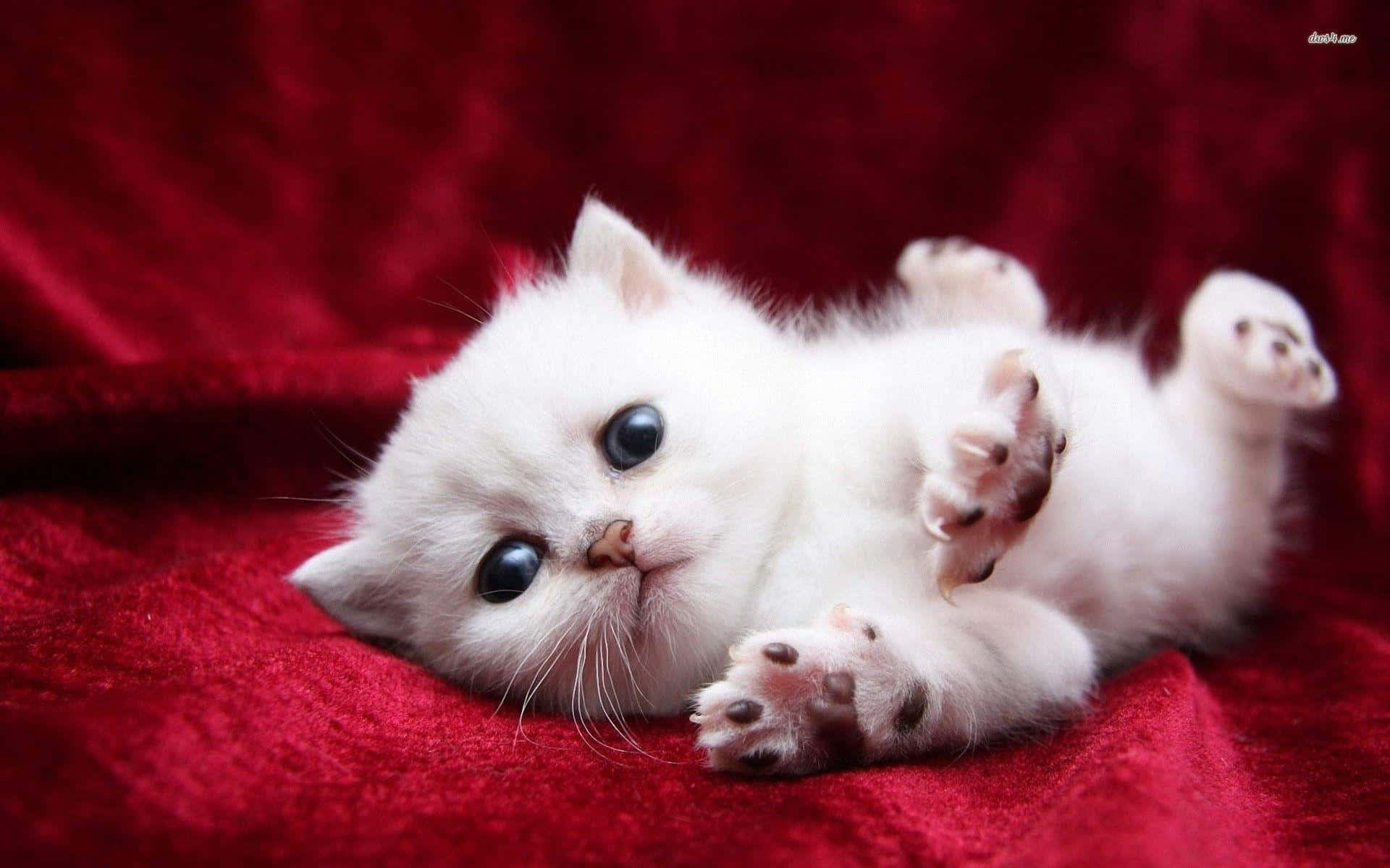 Immaginedi Un Adorabile Gattino Bianco Puro.