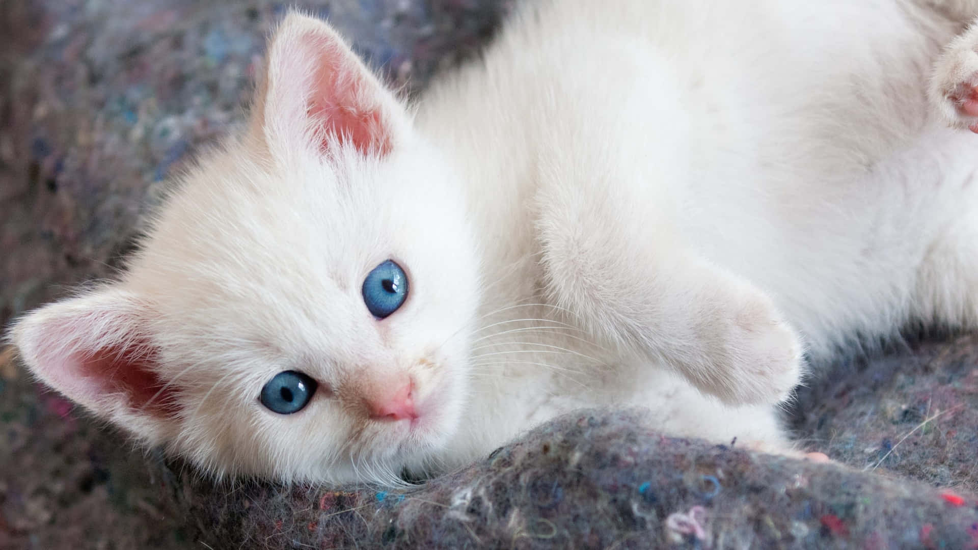 Blue Eyed White Cute Cat Picture