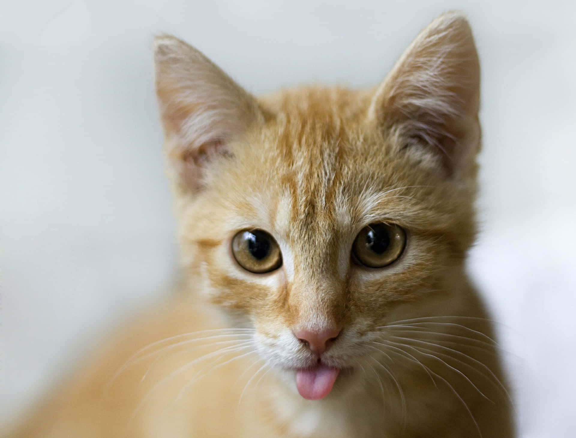 Cute Cat Tongue Picture