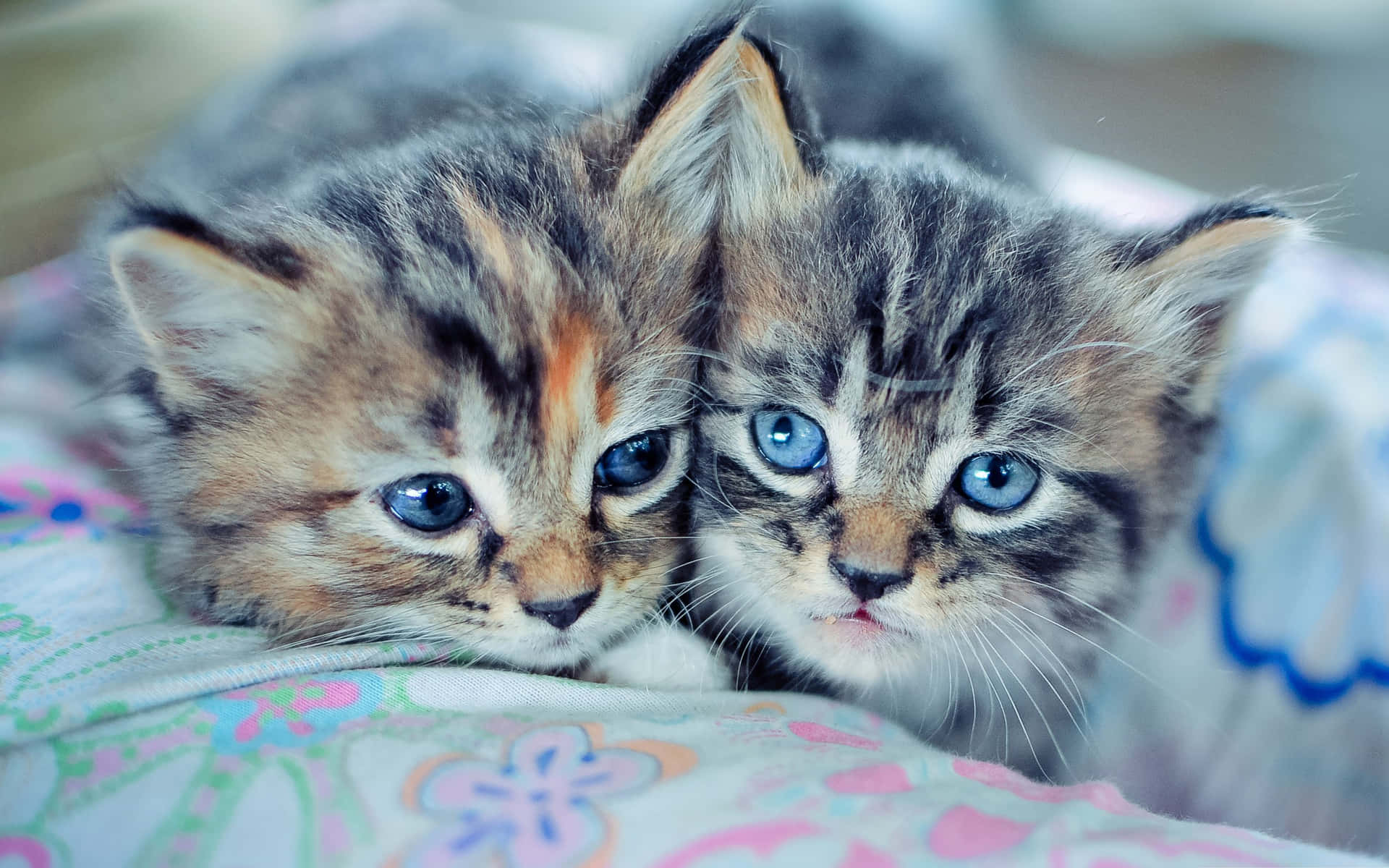 Billedeaf Søde Sibiriske Katte Med Blå Øjne