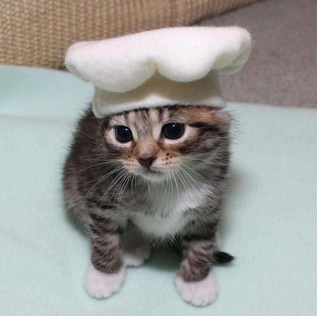 Cute Chef Cat Picture