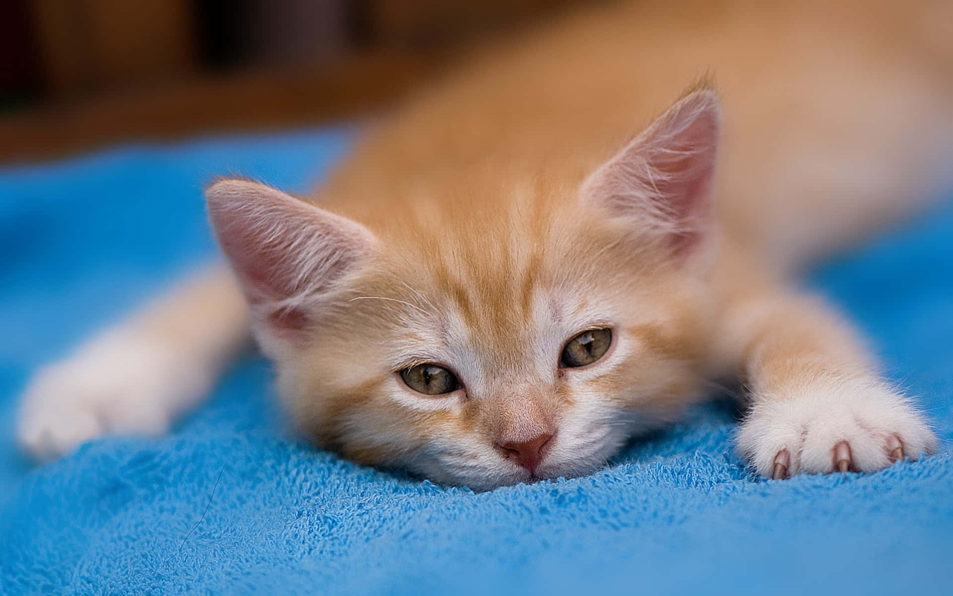 Orange Cute Cat Picture