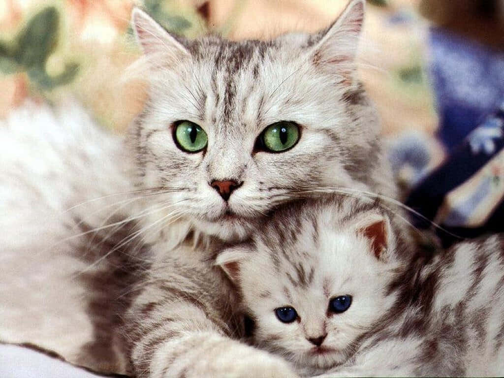 Niedlichesbild Von Mutter Und Kind Katze