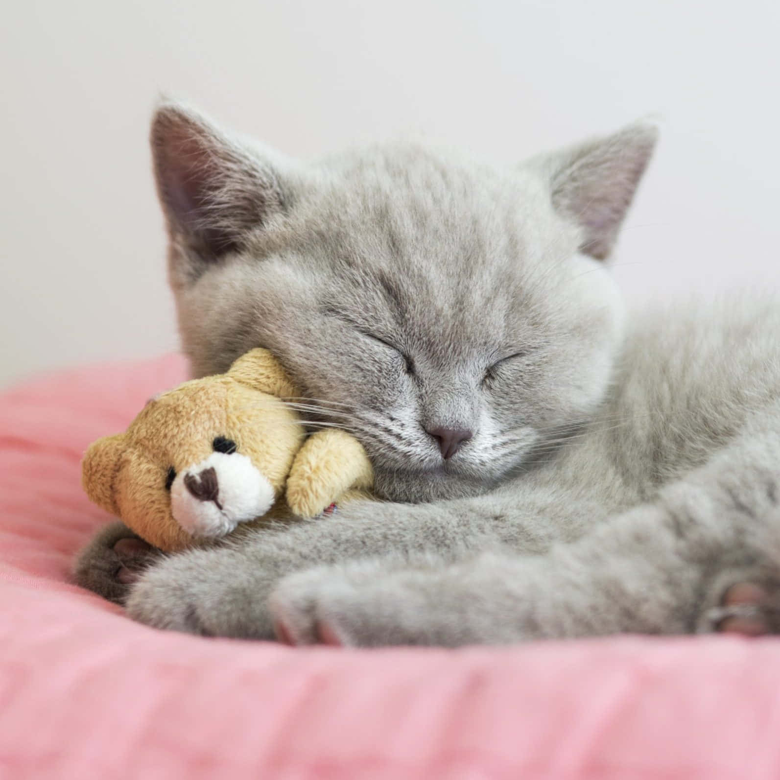 Schlafendesgraues Süßes Katzenbild