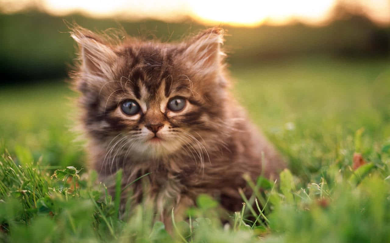 Cute Siberian Cat Picture