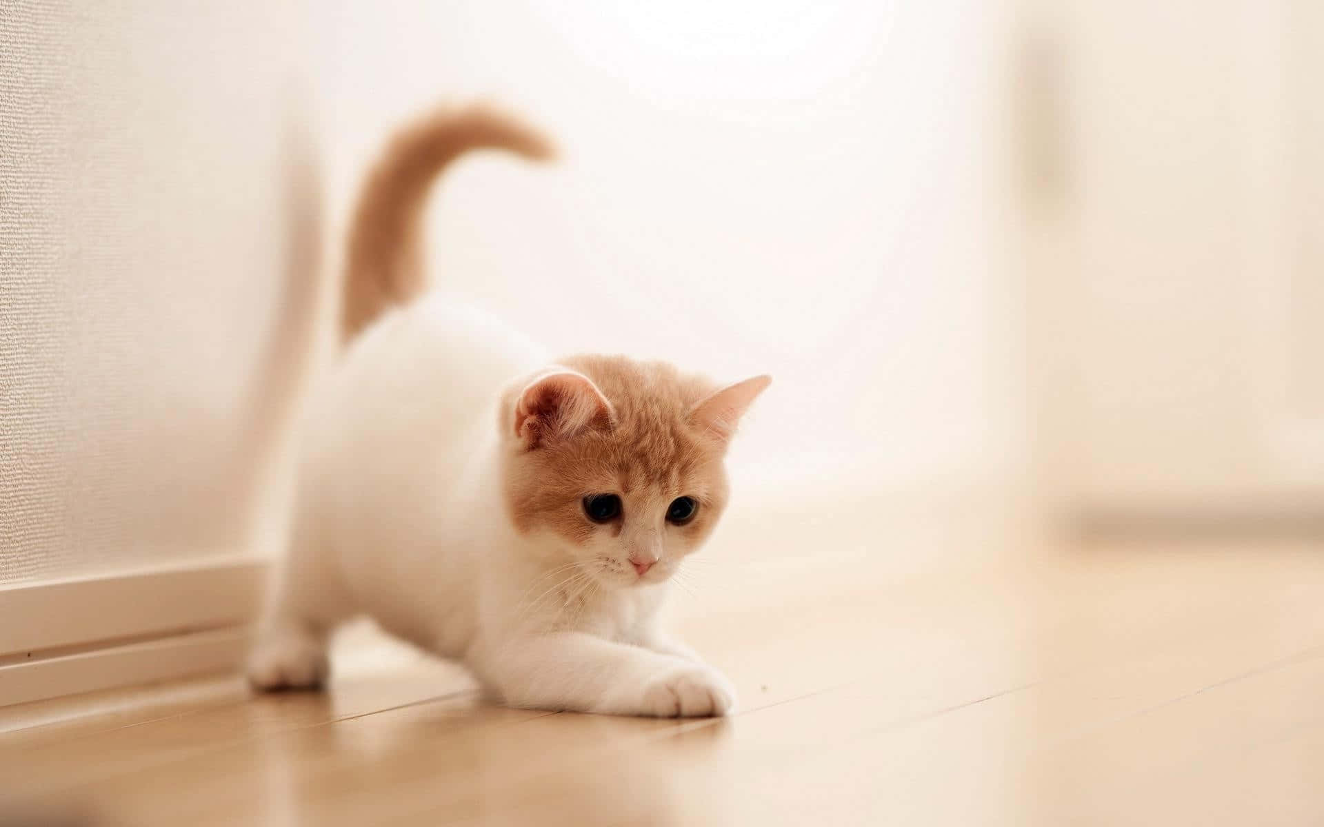 Braunesund Weißes Niedliches Katzenbild