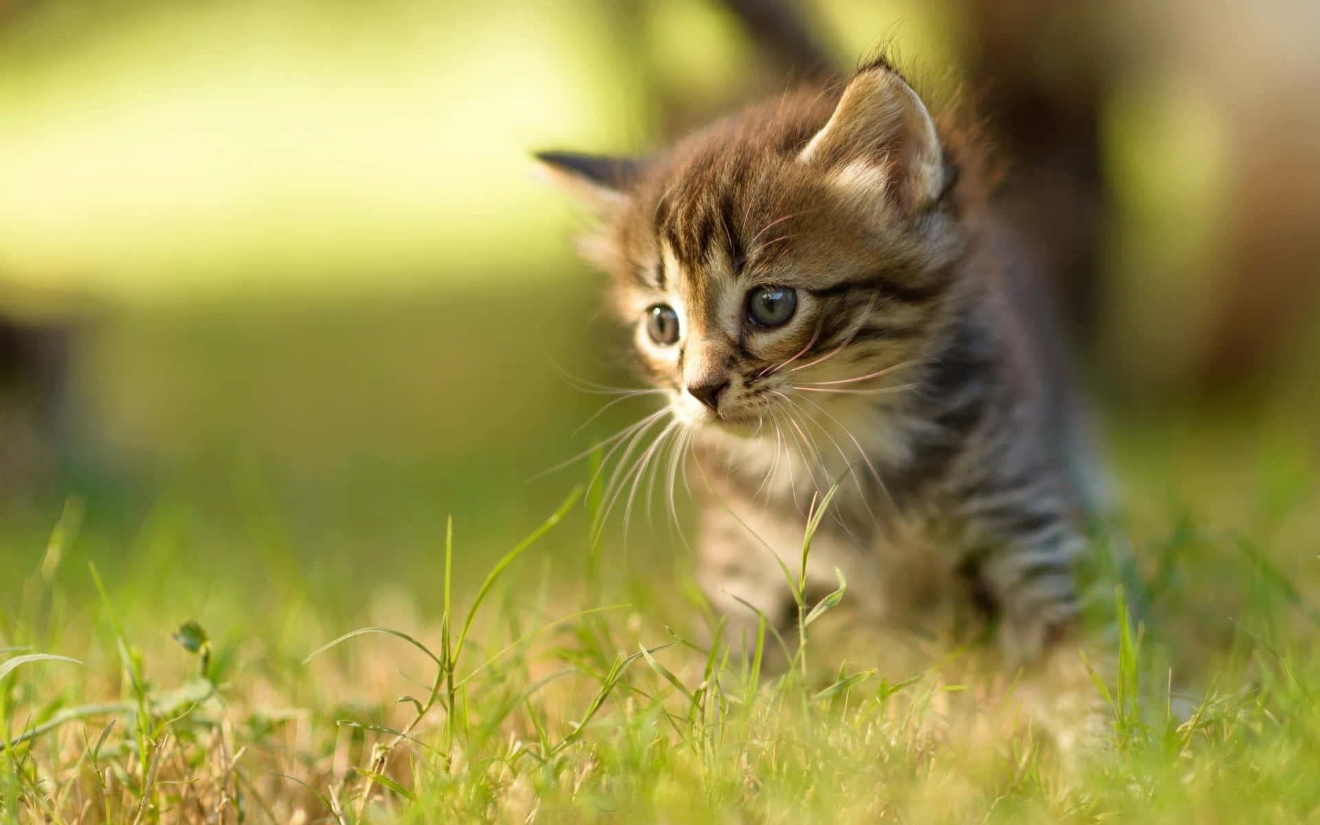 A Kitten Is Walking Through The Grass