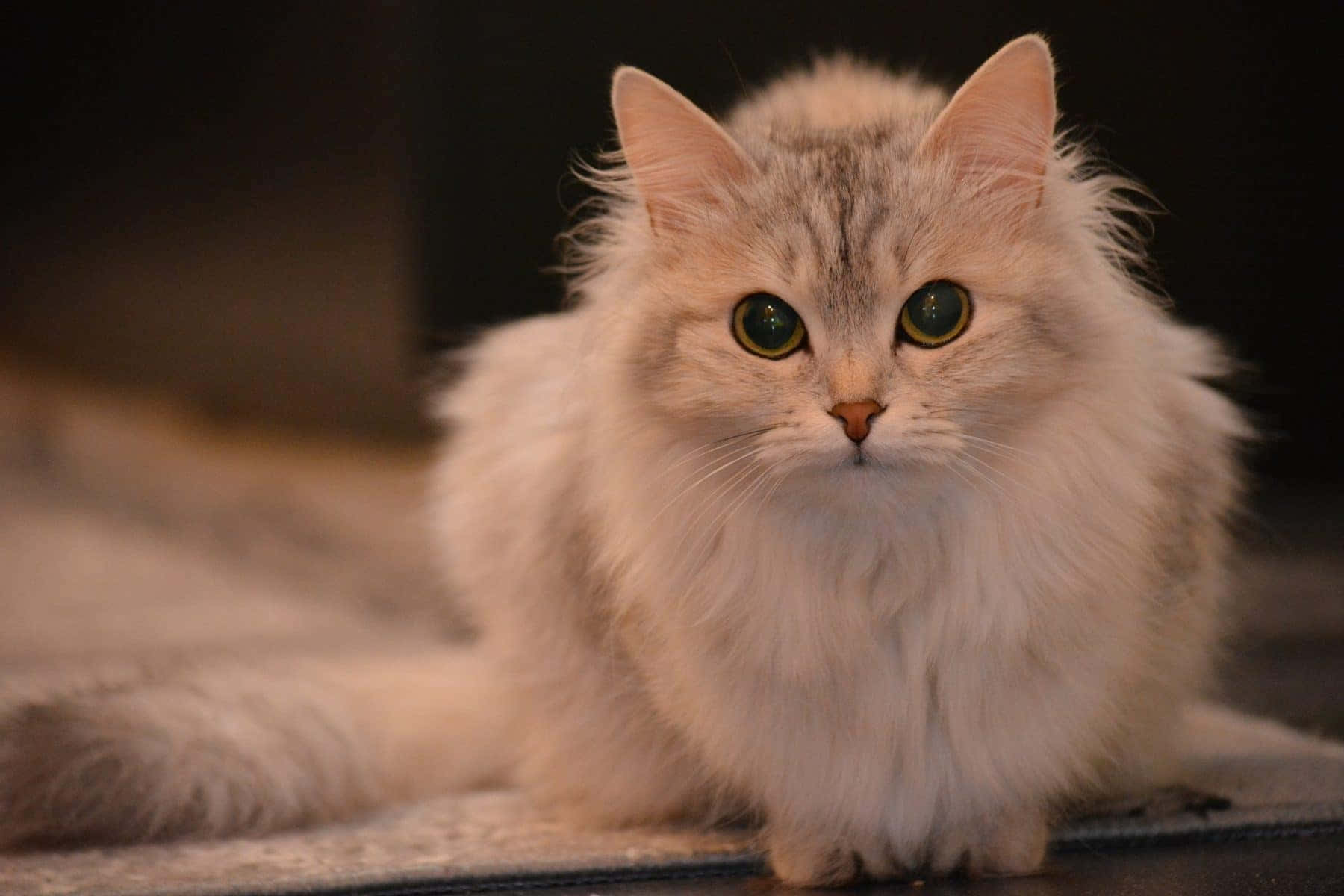 Sötbild På Persisk Katt