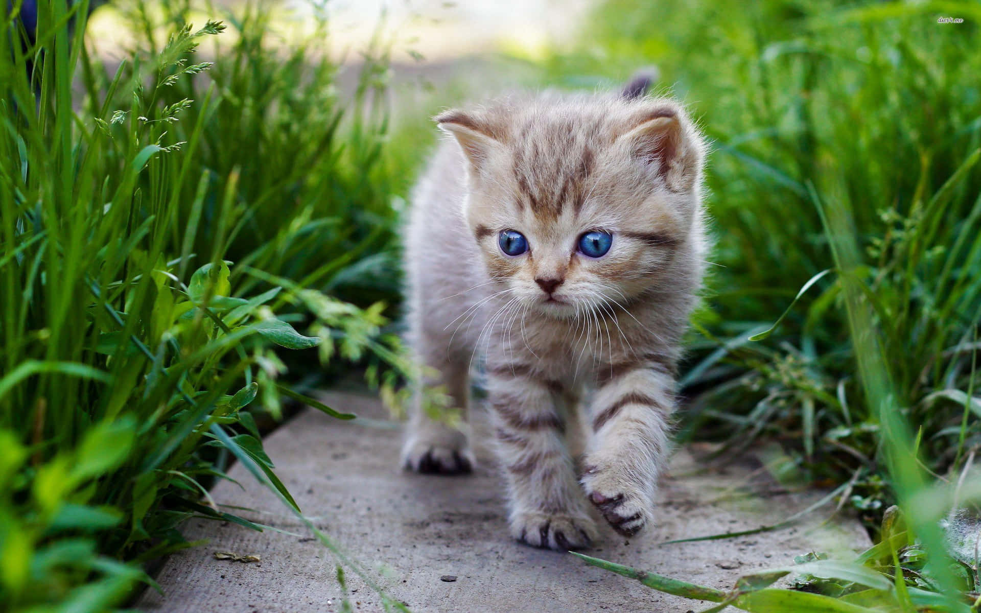 a kitten walking through the grass with blue eyes