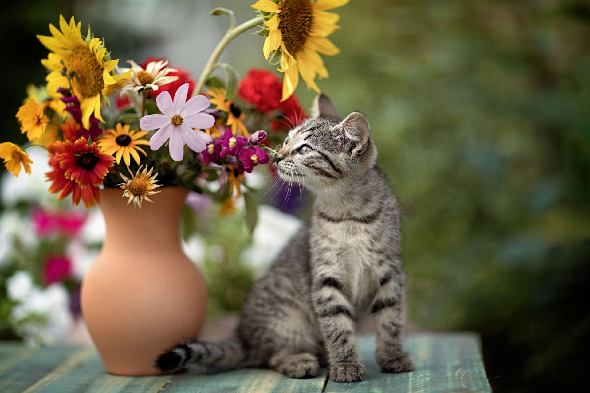 Cute Cat Pot Background