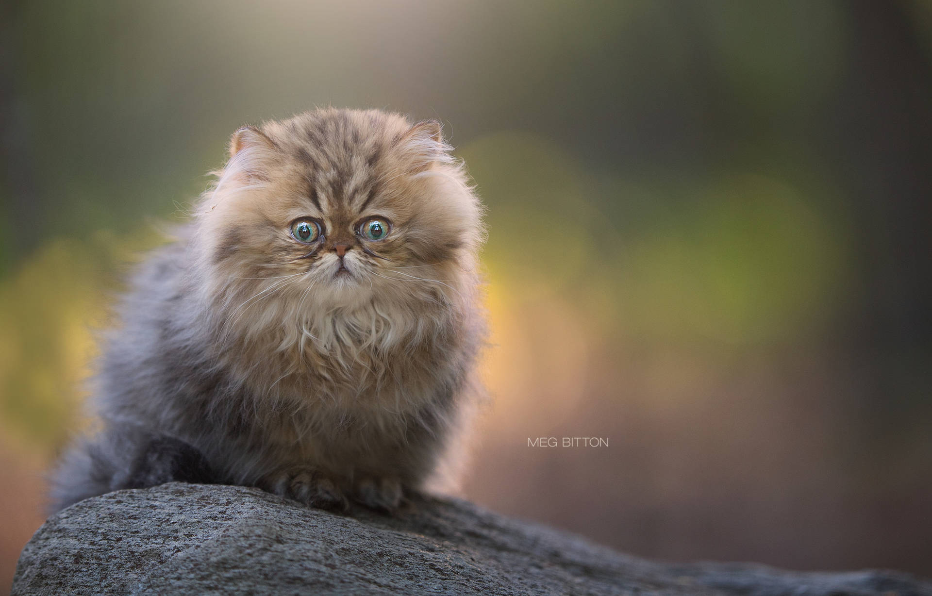 Cute Cat Sitting On A Rock Background