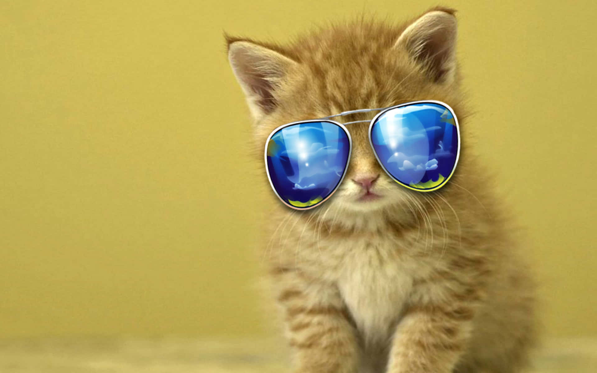 Fotodi Un Adorabile Gatto Con Gli Occhiali Da Sole