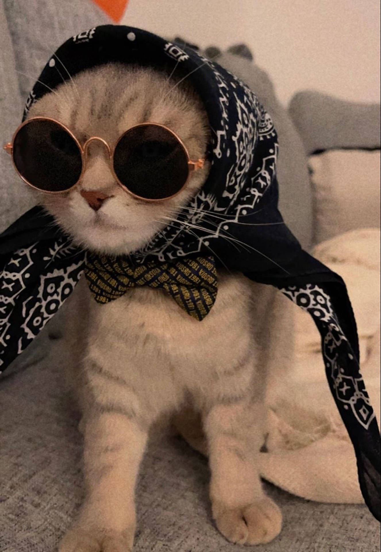 Cute Cat Sunglasses Profile Picture