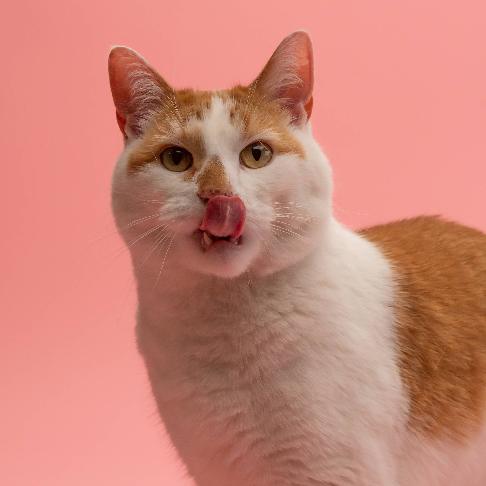 Cute Cat Tongue Background