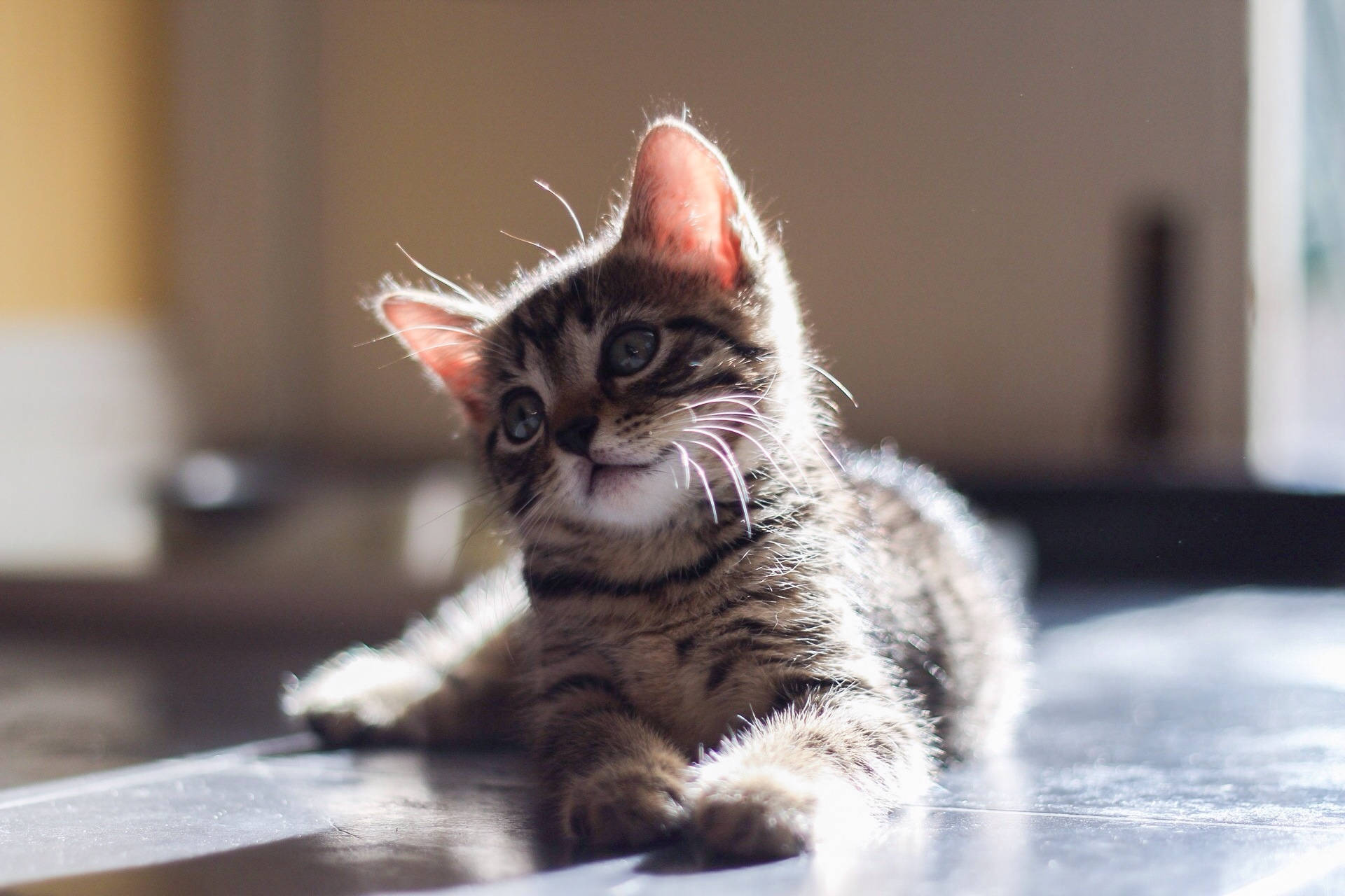 Cute Cat Under Sunlight Background