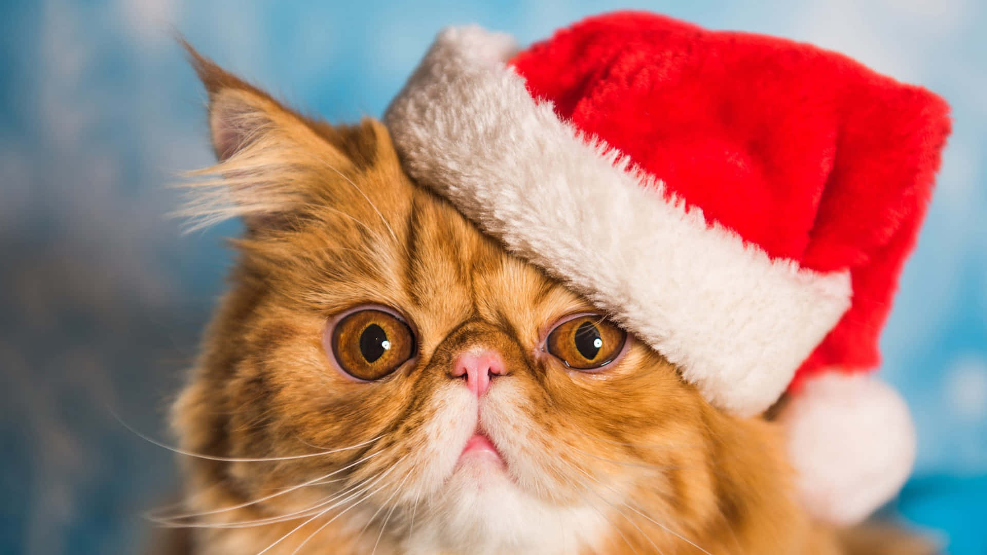 Gato Lindo Con Gorro Navideño Fondo de pantalla