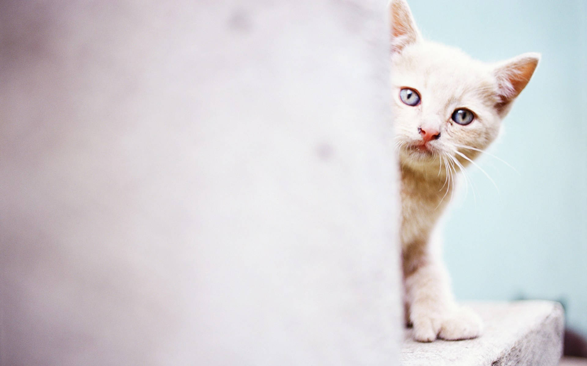 Cute Cat White Background