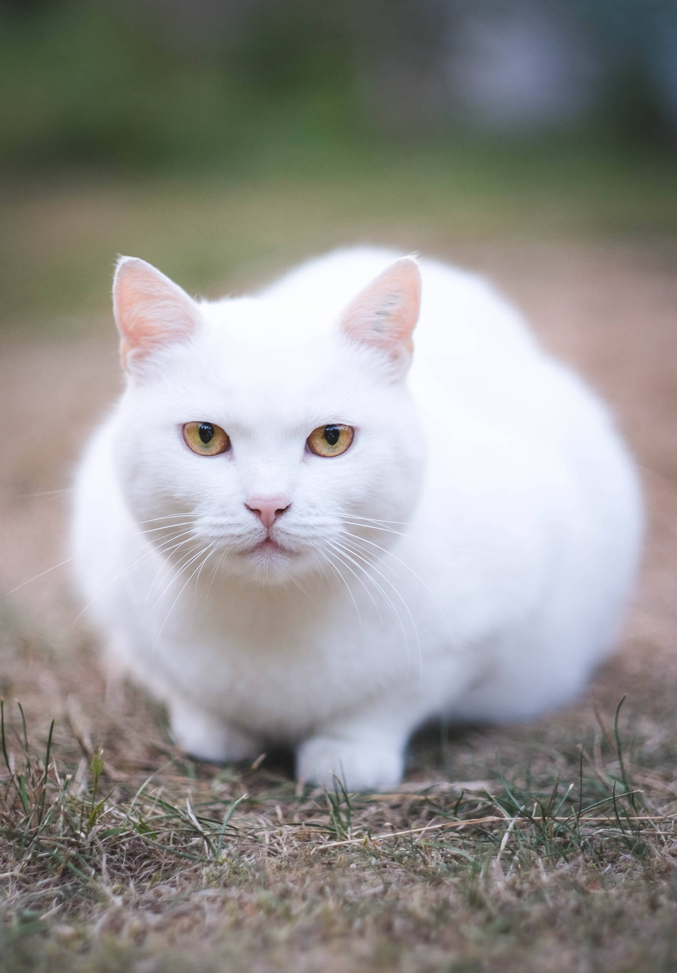 Cute Cat White On The Ground Background