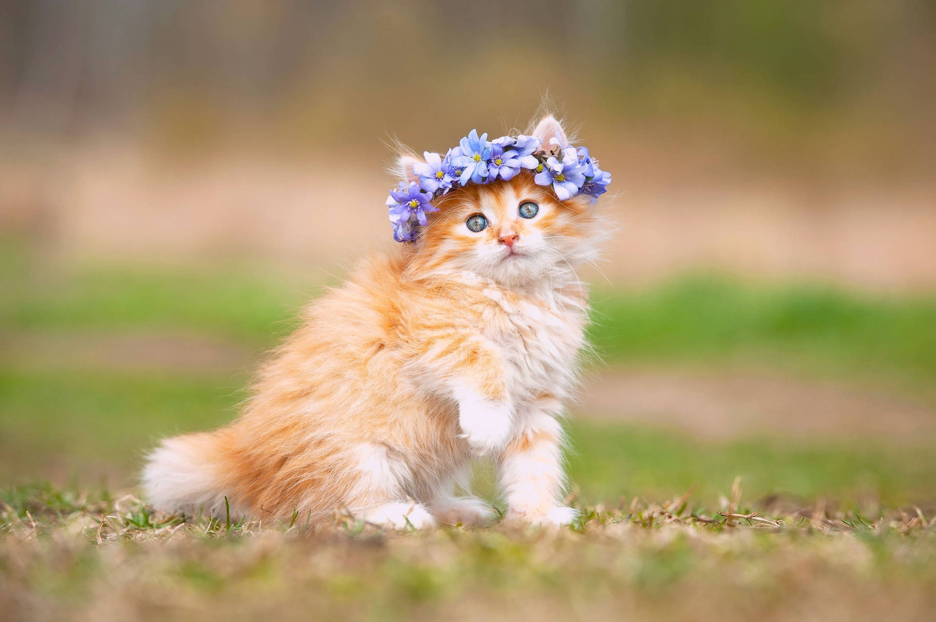 Cute Cat With Headdress Background