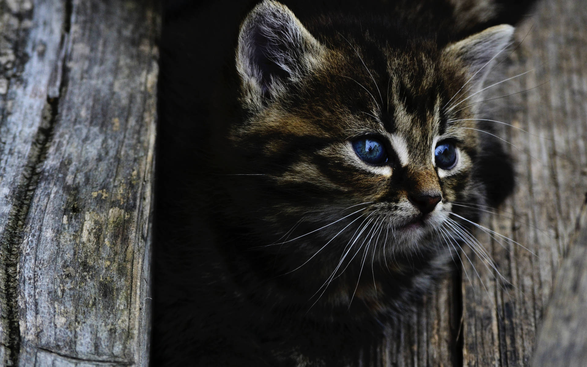 Cute Cat Wood Background