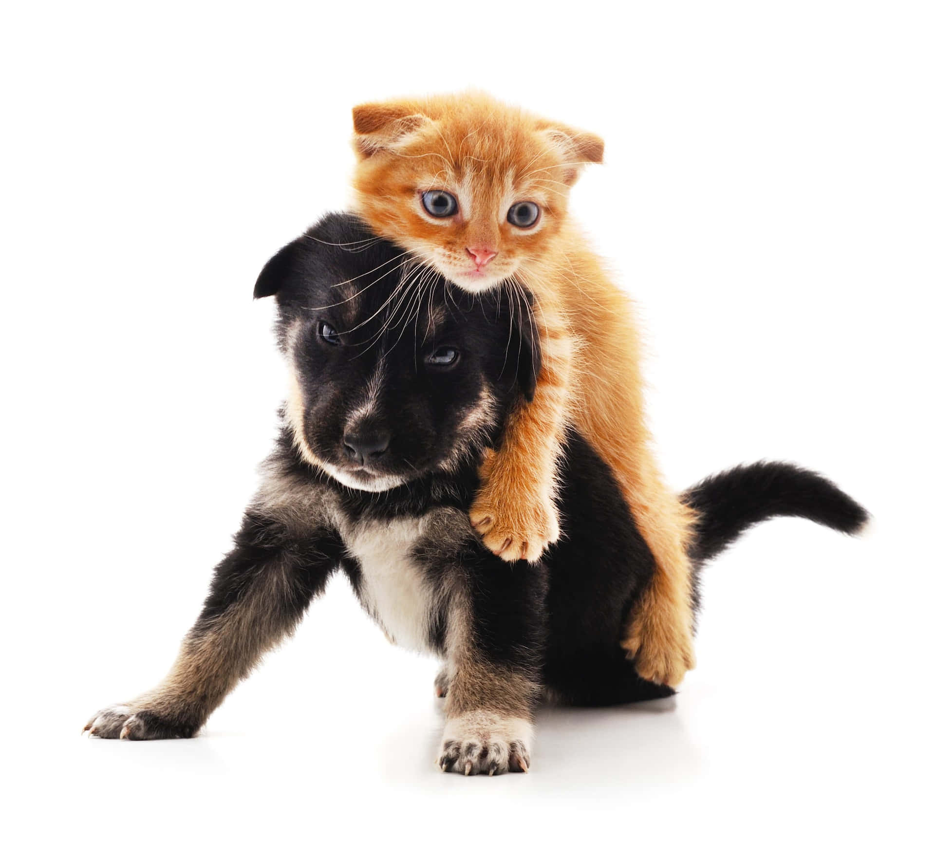 Cute Cats And Puppy Pictures