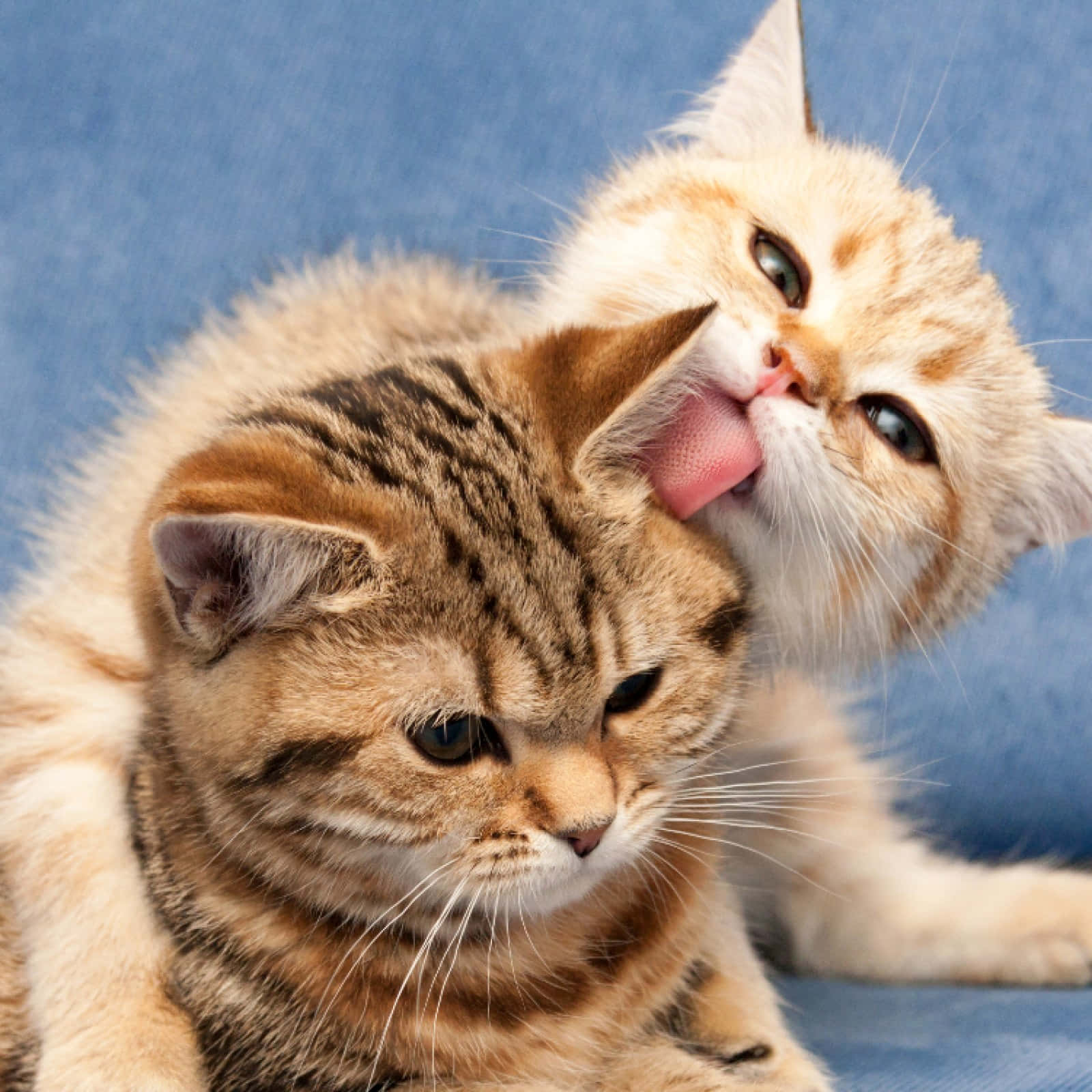 Søde katte plejer søskendebilleder Tapet