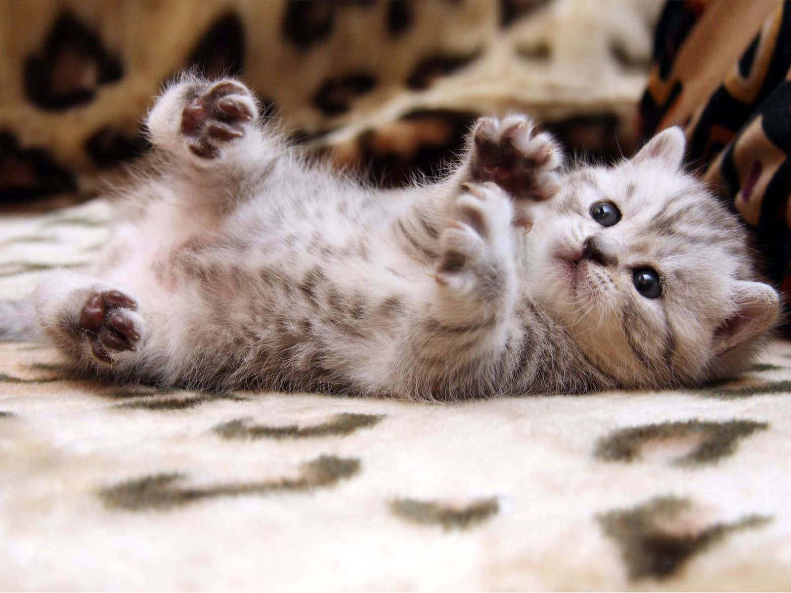 30 Cute Cat Photos — Best Photos of Cats