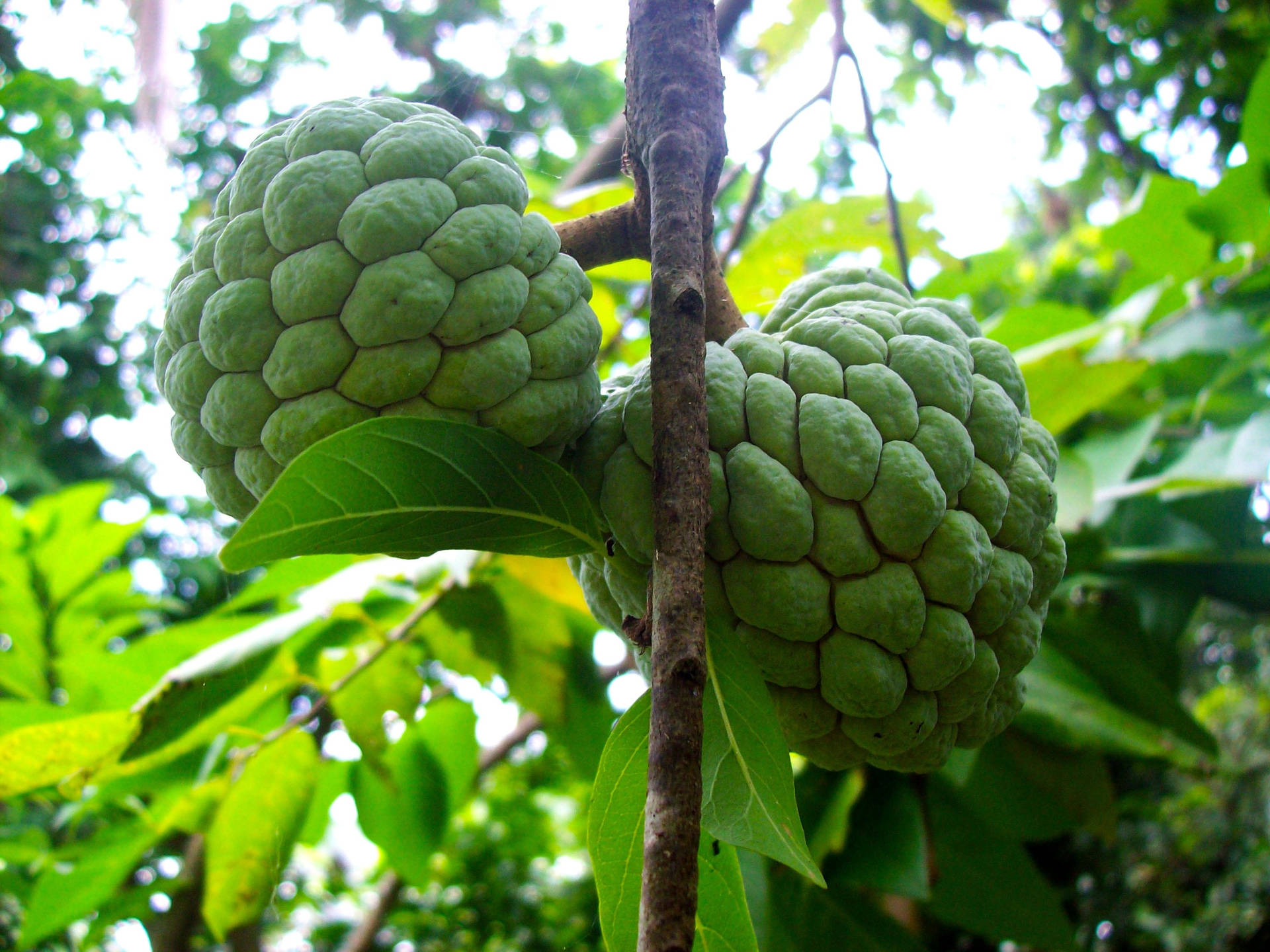 Cute Cherimoya Fruit On Tree Wallpaper