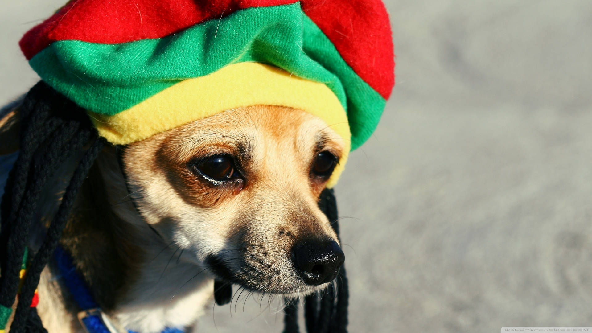 Cute Chihuahua Dog With Colorful Hat Wallpaper