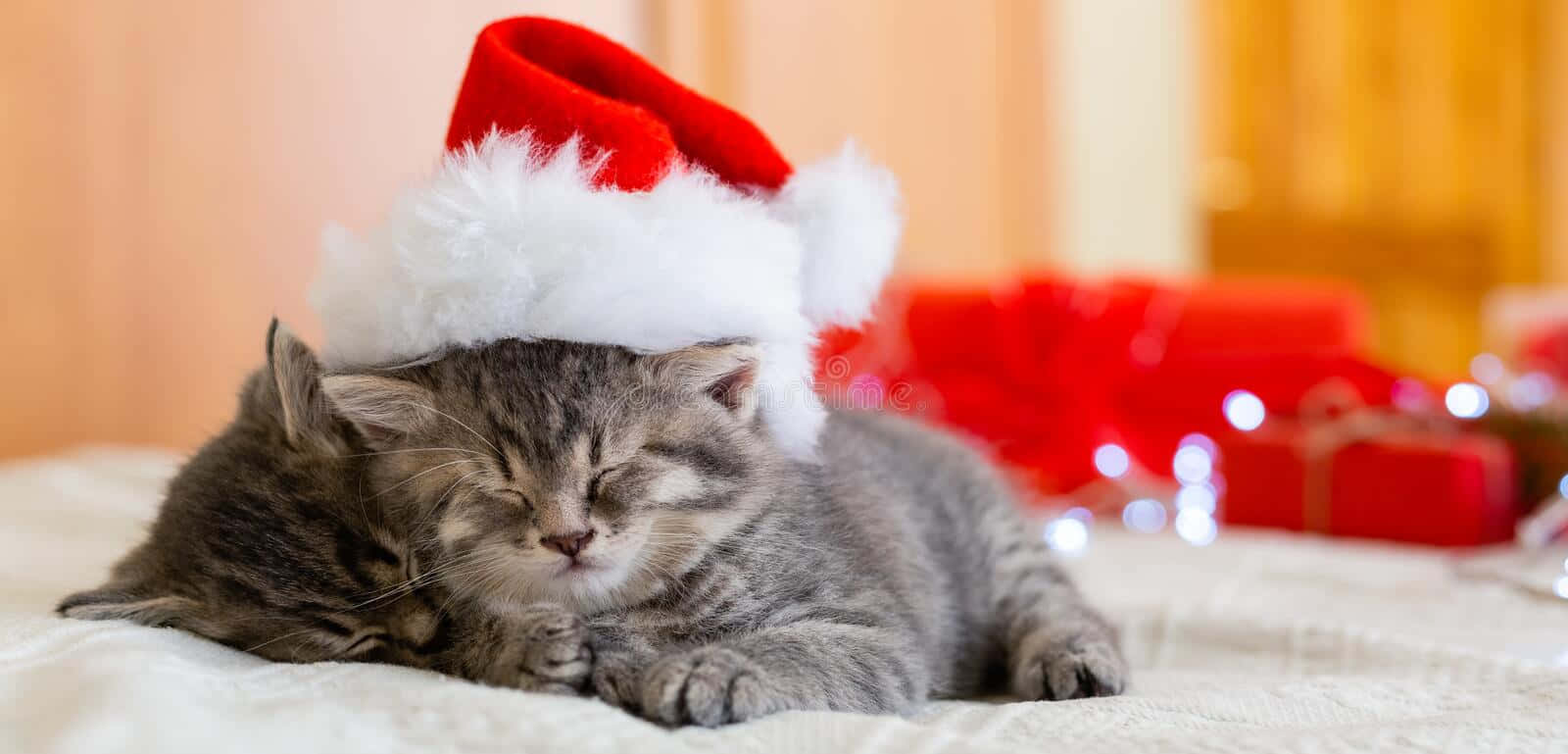 Download Cute Christmas Pictures | Wallpapers.com