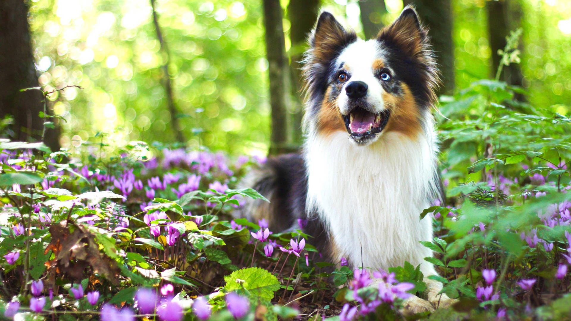 Cute Collie Dog On Purple Flower Beds Background