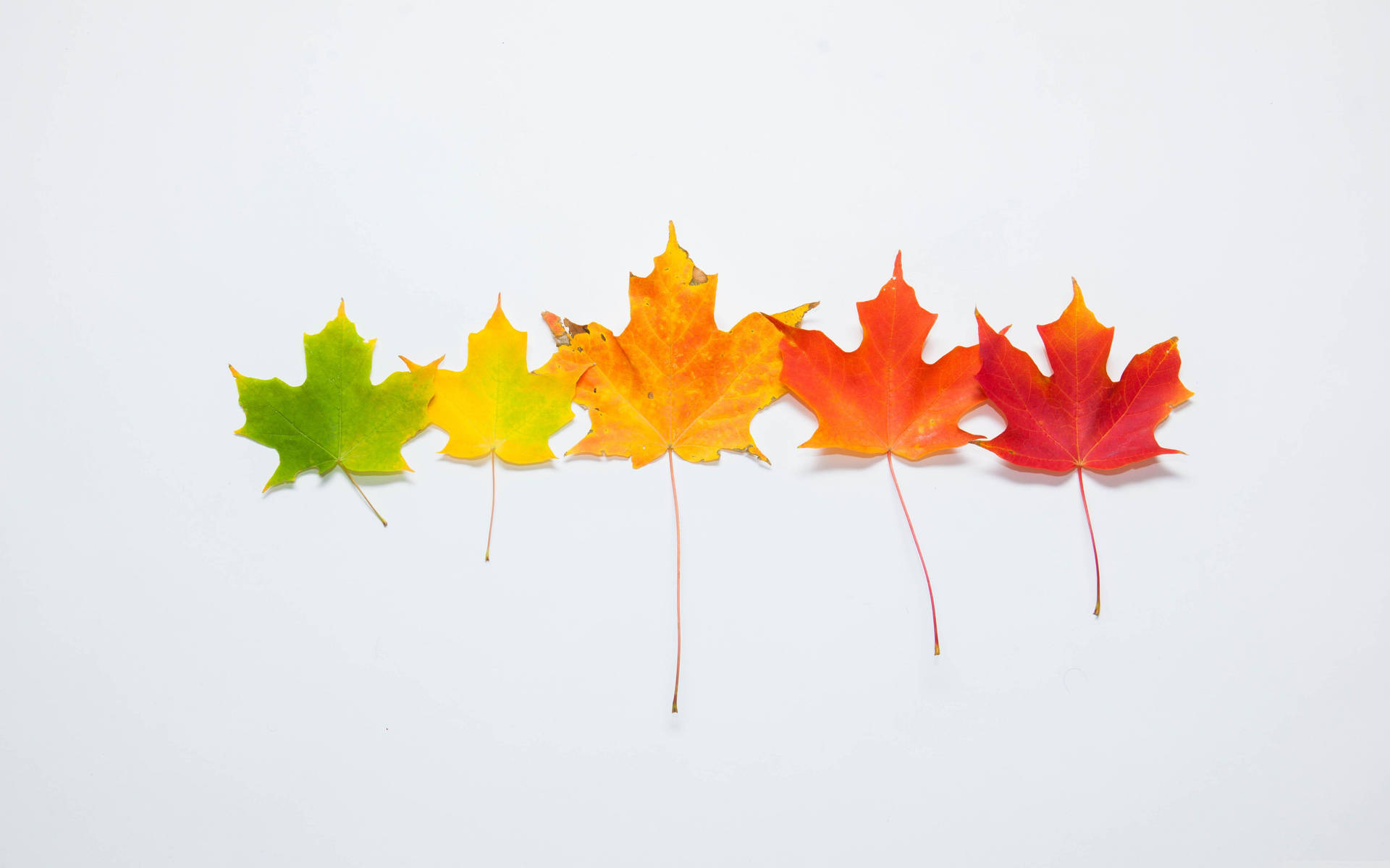 Cute Colorful Fall Leaves Wallpaper