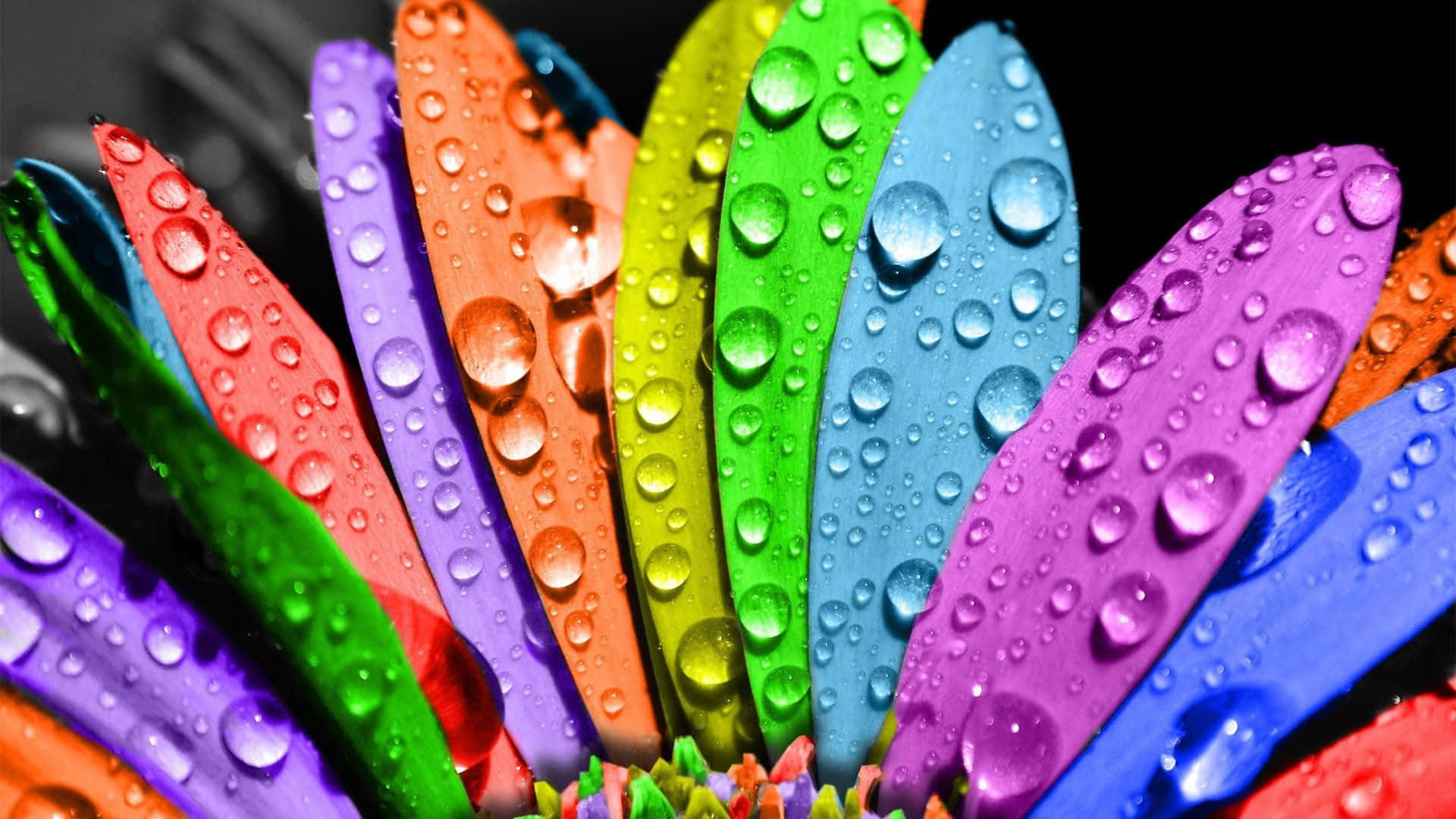 Cute Colorful Flower Petals With Water Drops Wallpaper