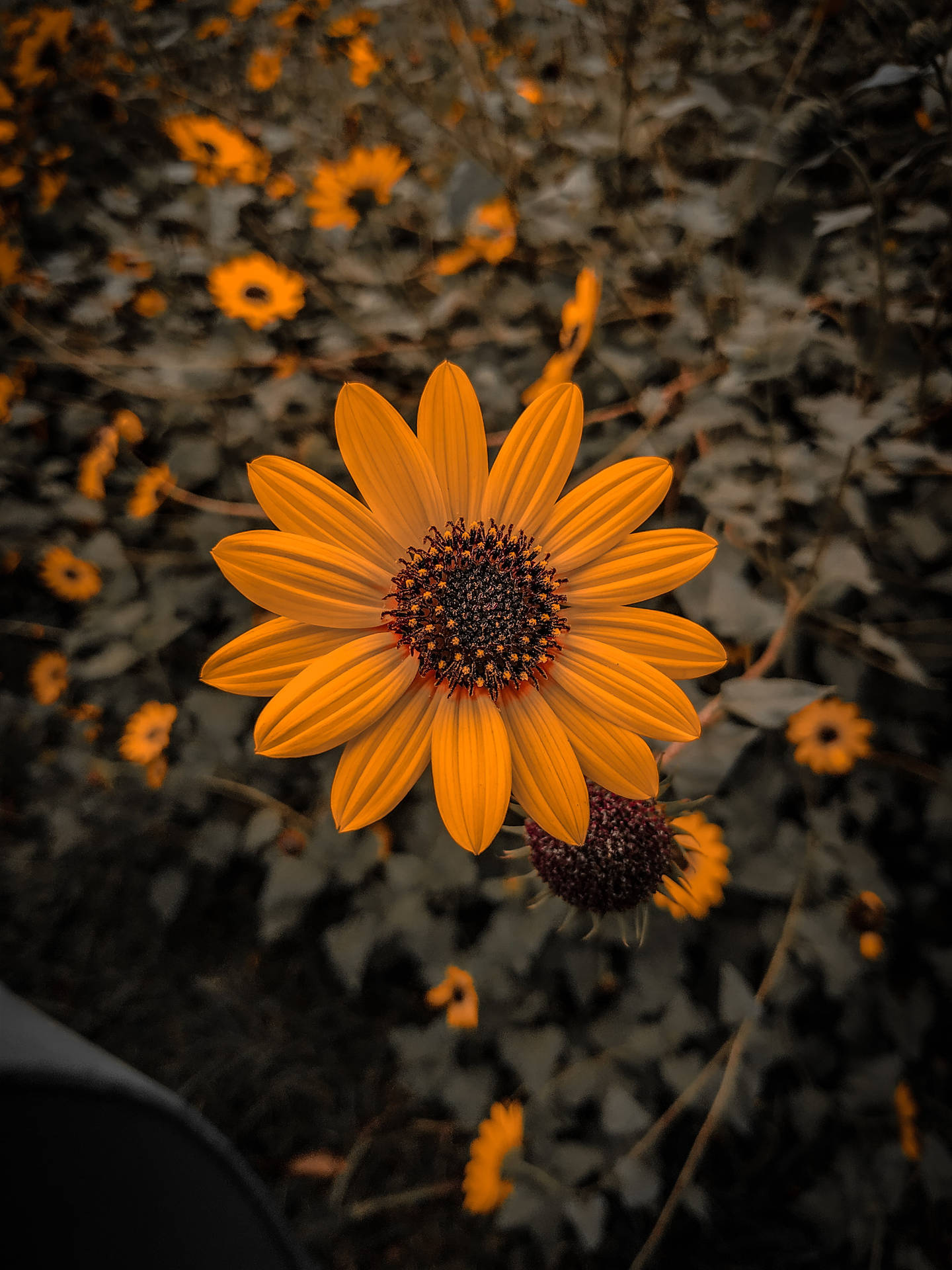 Cute Common Sunflower Iphone X Nature
