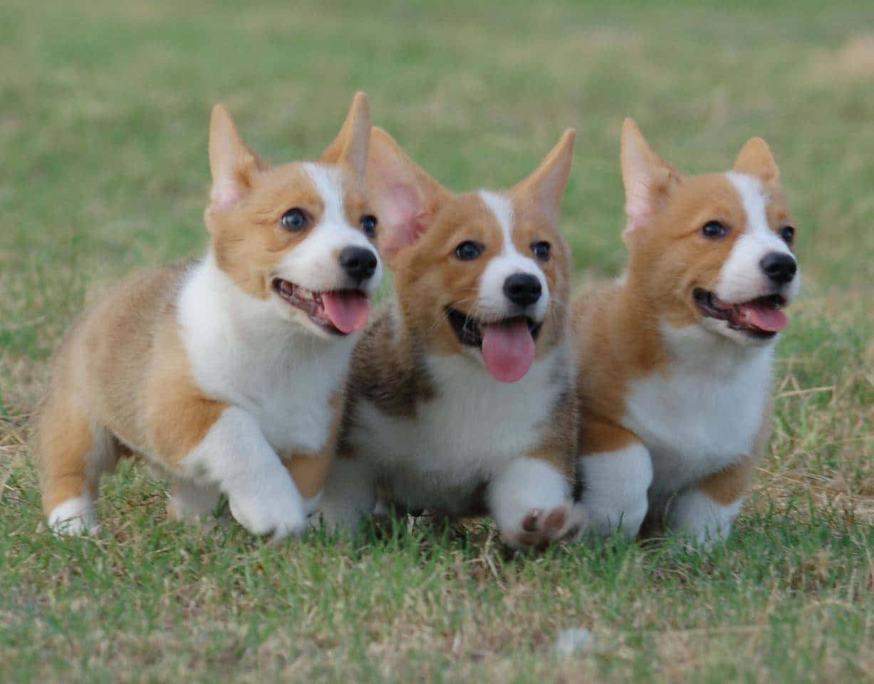 Cute Three Corgi Puppies Picture