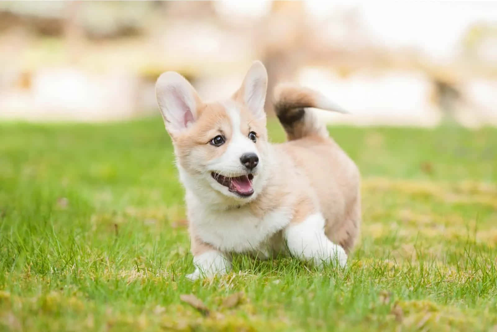 Cute Corgi Puppy Ears Picture