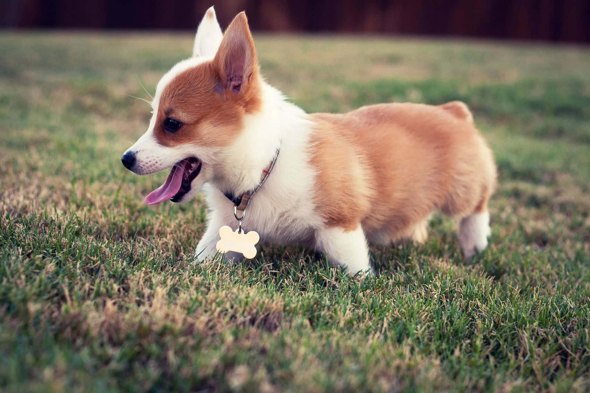 Adorable Cute Puppy Corgi Picture