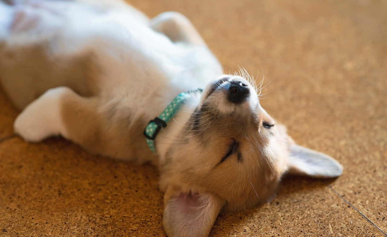 Cachorrinhocorgi Fofo Dormindo Como Um Humano. Papel de Parede