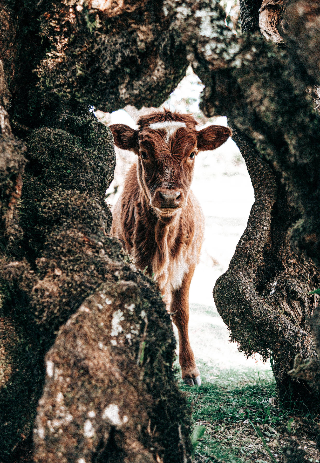 Sød ko mellem mellemrum i træ Wallpaper