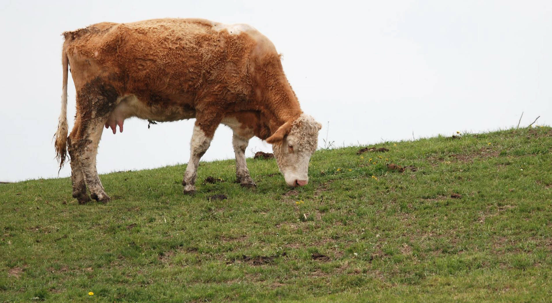 Sød ko der spiser græs på bakken Wallpaper