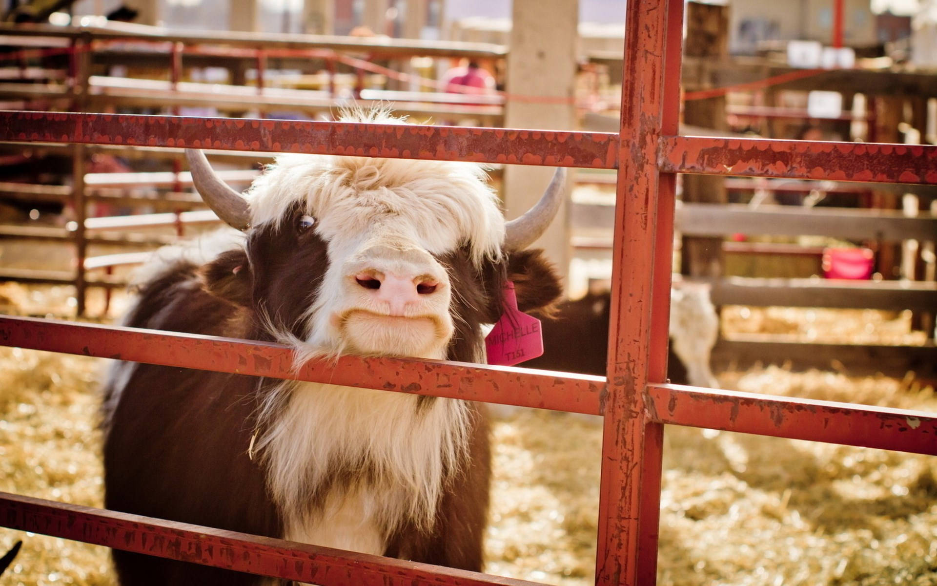 Cute Cow Inside Red Fence Wallpaper