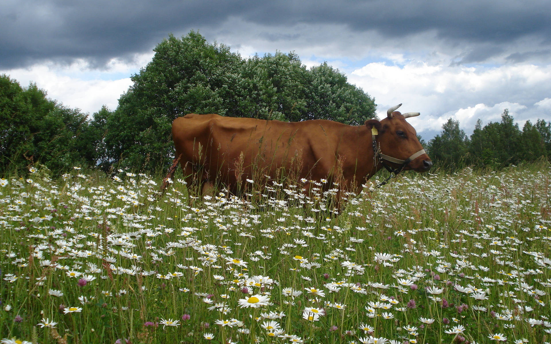 Cute Cow On A Flower Meadow Wallpaper