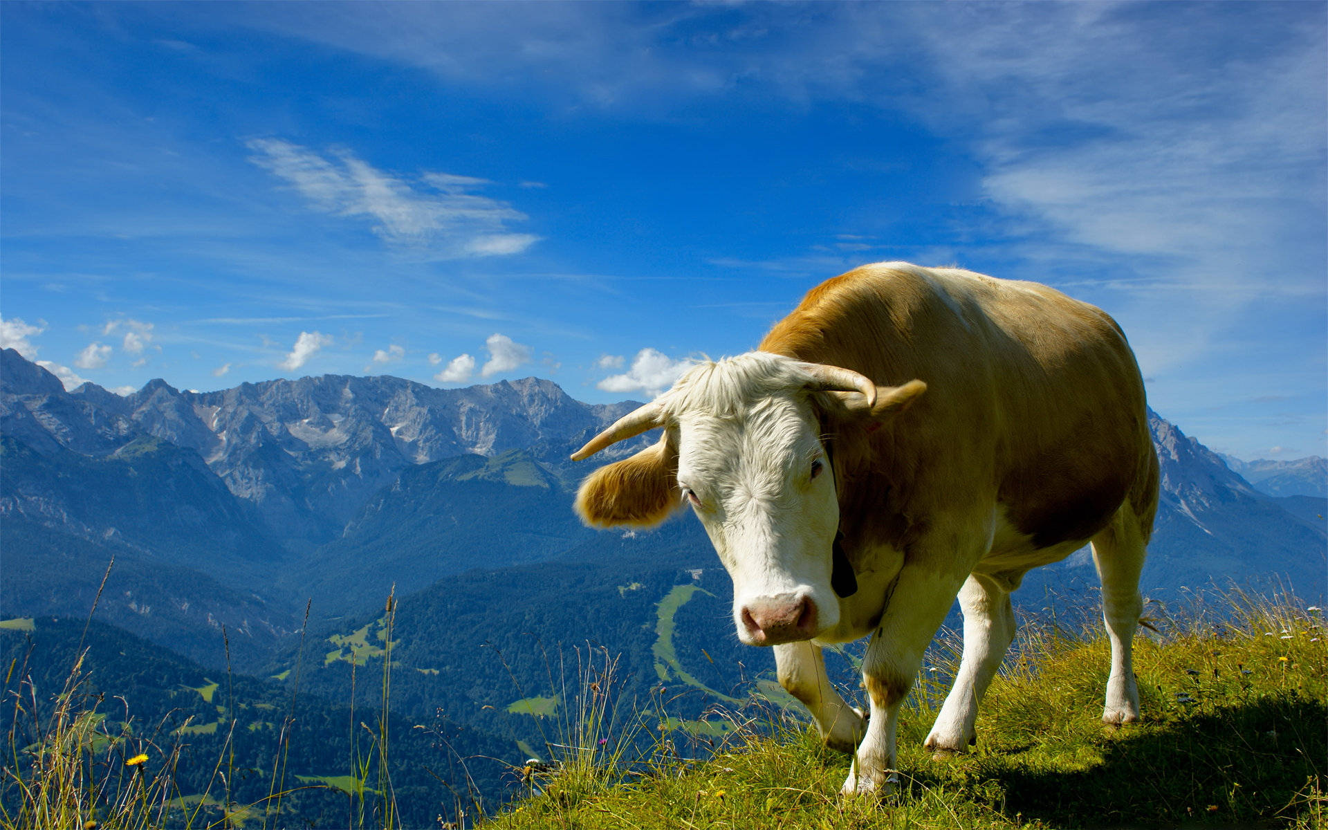 Sød ko på kanten med udsigt til bjergene Wallpaper