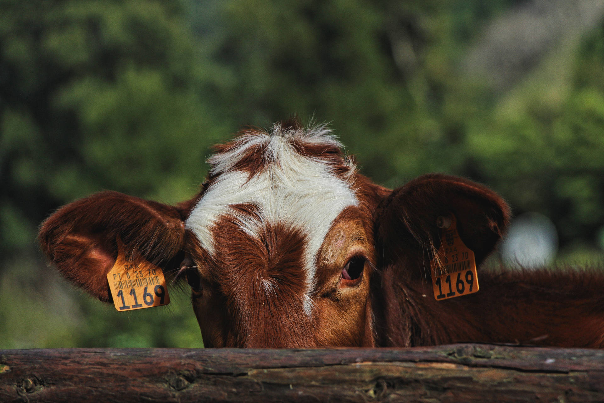 Cute Cow Peeking Up Fence Wallpaper