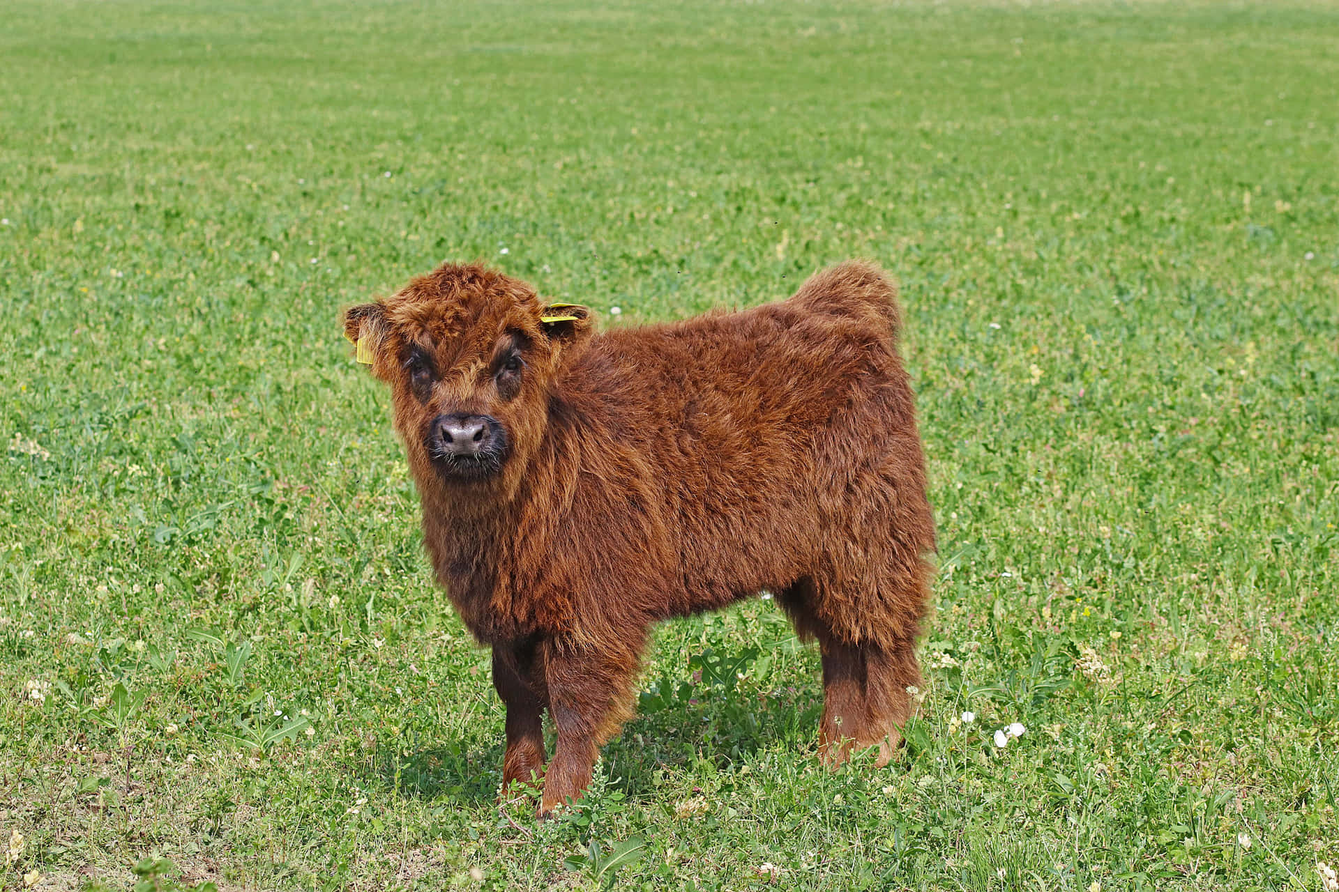 A Brown Cow Standing In A Field