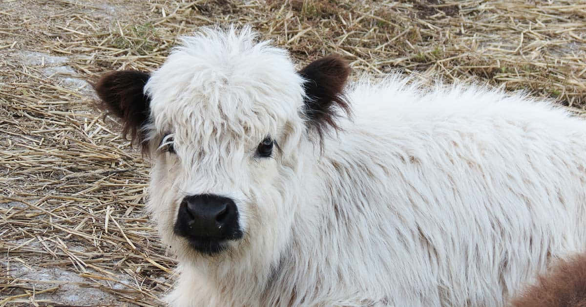 This Cute Little Cow's Absolutely Adorable