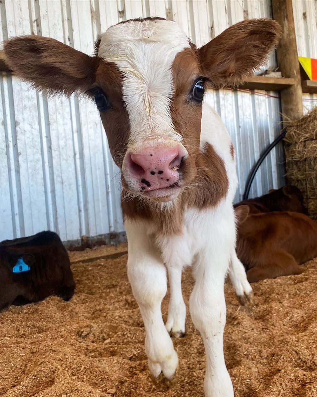 Say hello to the cutest cow ever!